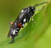Macrophya punctumalbum